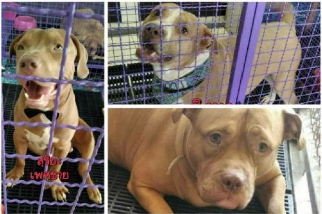 วอชด๊อกประกาศหาผู้อุปการะหลังเจ๊หงส์เทลูกทั้ง6ตัว