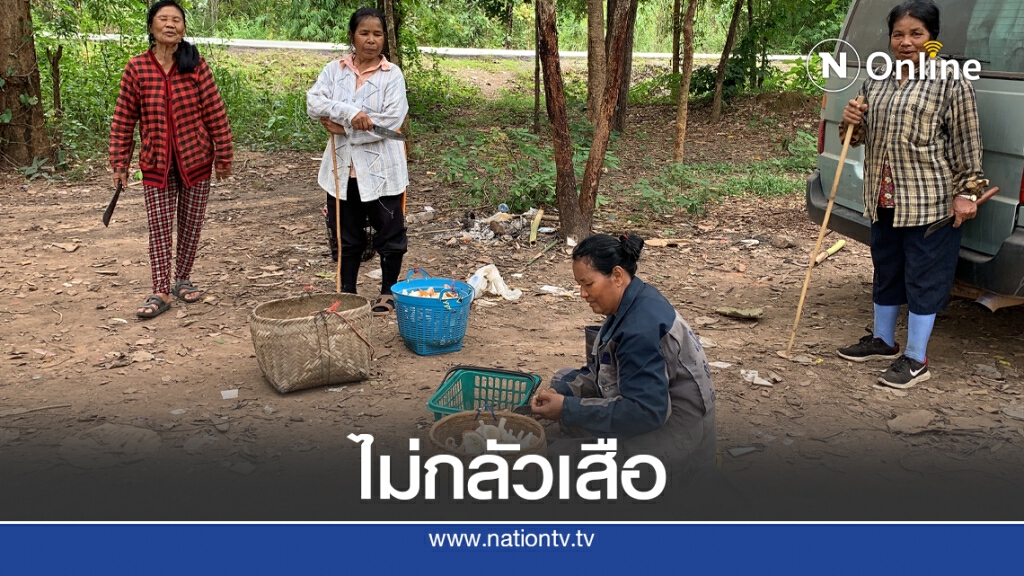 ชาวบ้านต่างถิ่นยังเข้าป่าหาเห็ดไม่รู้ว่ามีเสือ ชาวบ้านต่างถิ่นยังเข้าป่าหาเห็ดไม่รู้ว่ามีเสือ
