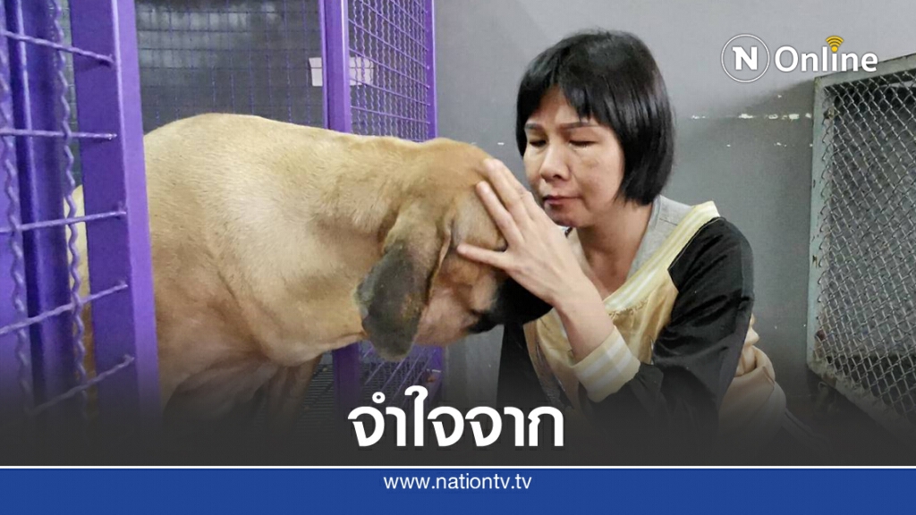 เจ๊หงส์ร่ำไห้กอดลาน้องหมาพิทบูลทั้ง 6