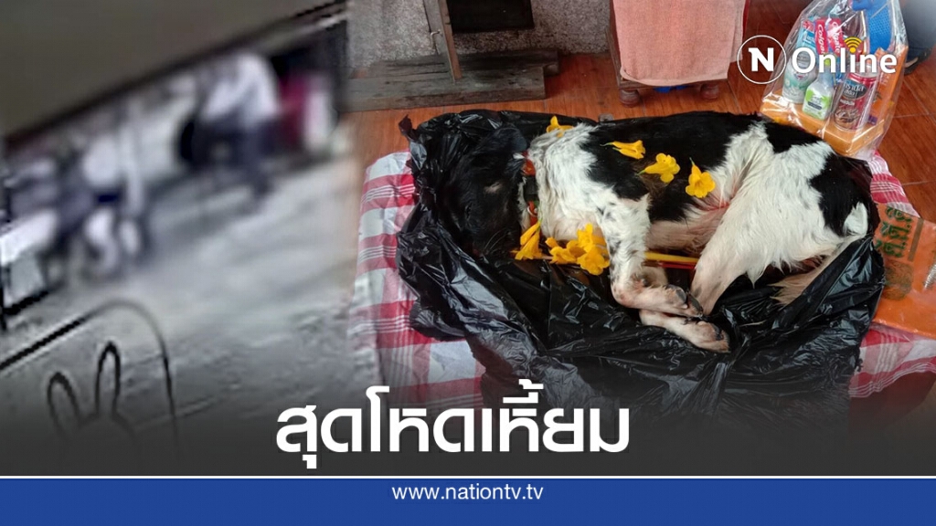 เจ้าของโรงแรมใจโหด ยิงสุนัข 3 นัดดับคาที่ อ้างปืนลั่น! เจ้าของโรงแรมใจโหด ยิงสุนัข 3 นัดดับคาที่ อ้างปืนลั่น!