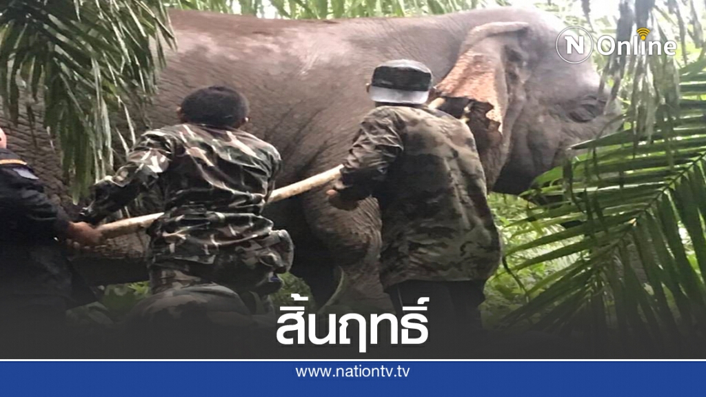 ชุดล่าช้างโหดเขาชะเมาล่าสำเร็จ ไอ้งาต่างฆ่าโหด 2 ศพ