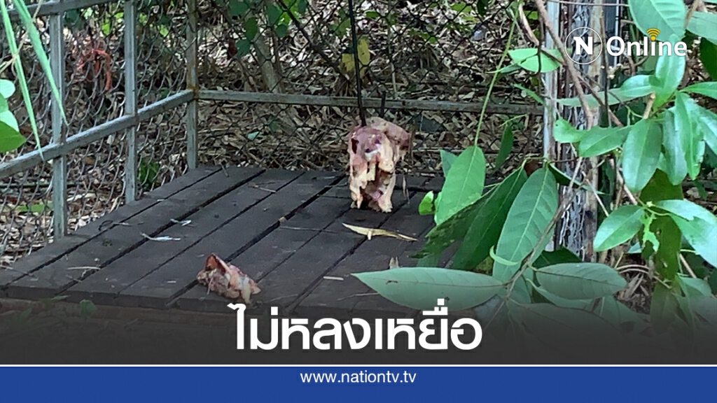 เจอร่องรอยเสือแต่ยังไม่ยอมเข้ากรงดักจับ
