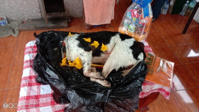 เจ้าของโรงแรมใจโหด ยิงสุนัข 3 นัดดับคาที่ อ้างปืนลั่น!