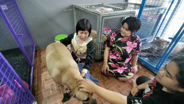 เจ๊หงส์ร่ำไห้กอดลาน้องหมาพิทบูลทั้ง 6