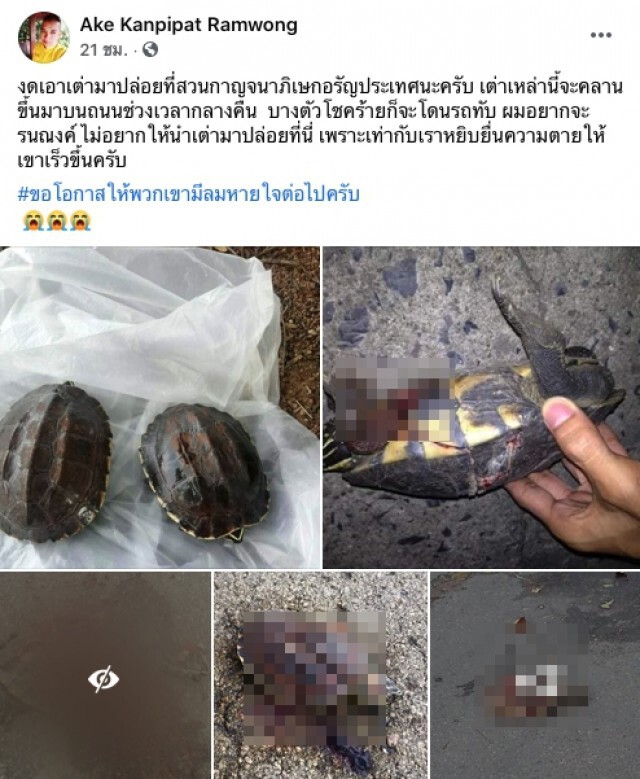 หนุ่มวอนขอ งดปล่อยเต่าในสวน หลังเห็นสภาพสุดสลด หดหู่