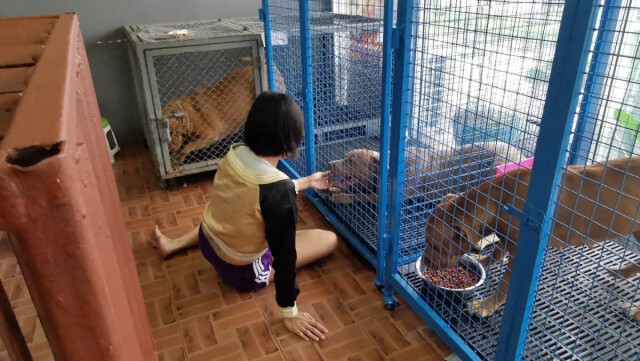 เจ๊หงส์ร่ำไห้กอดลาน้องหมาพิทบูลทั้ง 6