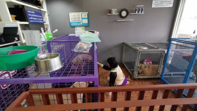 เจ๊หงส์ร่ำไห้กอดลาน้องหมาพิทบูลทั้ง 6