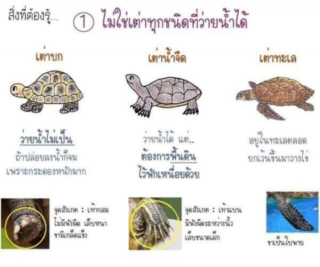 หนุ่มวอนขอ งดปล่อยเต่าในสวน หลังเห็นสภาพสุดสลด หดหู่