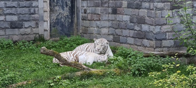 จัดเต็มสวนสัตว์ในเบลเยียม จำลองนครวัด-นครธม ในชื่อ "Temple des Tigres" หรือ "วัดเสือ"