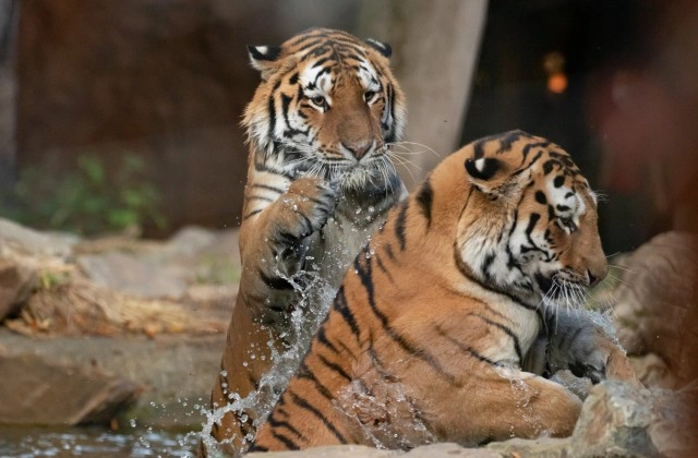 จัดเต็มสวนสัตว์ในเบลเยียม จำลองนครวัด-นครธม ในชื่อ "Temple des Tigres" หรือ "วัดเสือ"