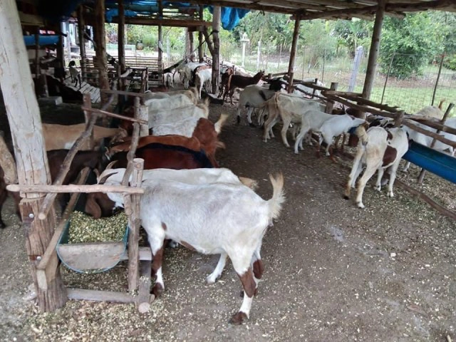 ร้องฟาร์มแพะสร้างความเดือดร้อนจุดควันไฟกระทบเพื่อนบ้าน