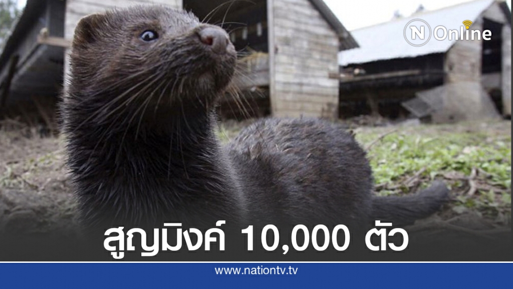 มิงค์ 10,000 ตัวตายด้วยโควิด-19 ในสหรัฐ มิงค์ 10,000 ตัวตายด้วยโควิด-19 ในสหรัฐ