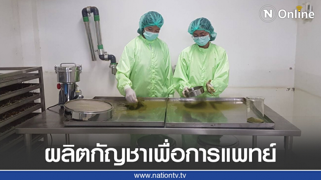 เปิดกระบวนการผลิตน้ำมันกัญชาเพื่อการแพทย์