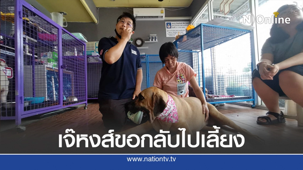 เจ๊หงส์ ขอน้องหมาพิทบูลกลับไปเลี้ยง 1 ตัว