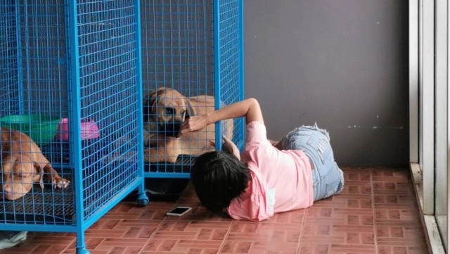 เจ๊หงส์ ขอน้องหมาพิทบูลกลับไปเลี้ยง 1 ตัว