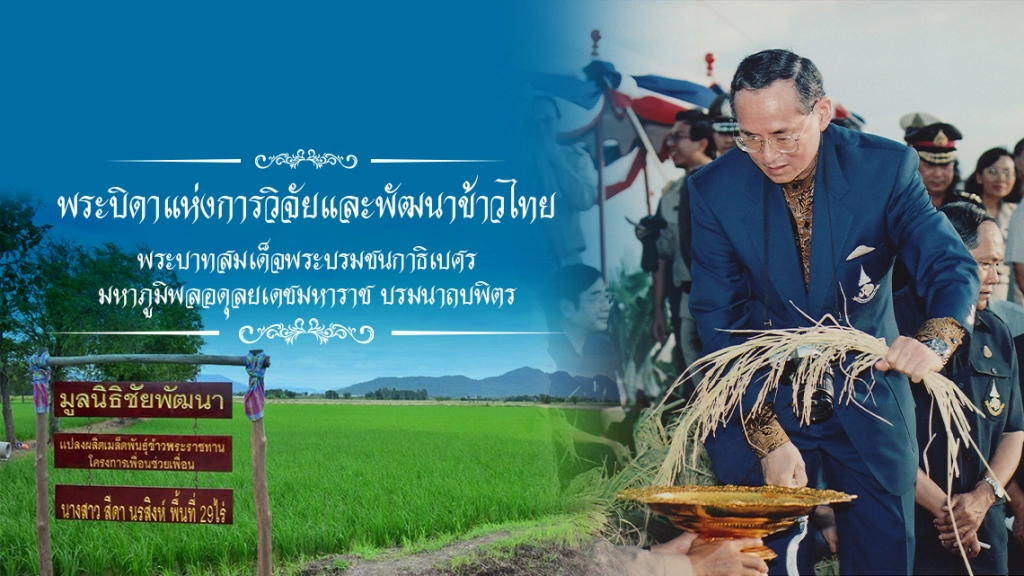หนึ่งในพระราชกรณียกิจ ตอน "พระบิดาแห่งการวิจัยและพัฒนาข้าวไทย"