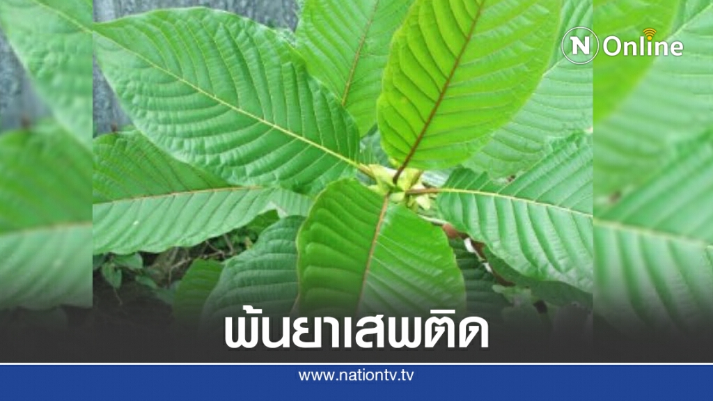 ครม.ให้พืชกระท่อมพ้นยาเสพติด ครม.ให้พืชกระท่อมพ้นยาเสพติด