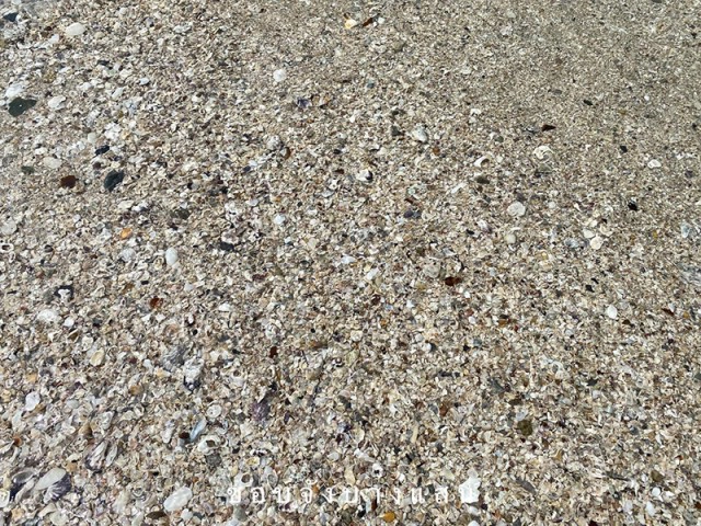 โซเชียลฮือฮา "หาดบางแสน" น้ำทะเลใสแจ๋ว ไขข้อสงสัย ทำไมถึงน้ำใสหน้าหนาว