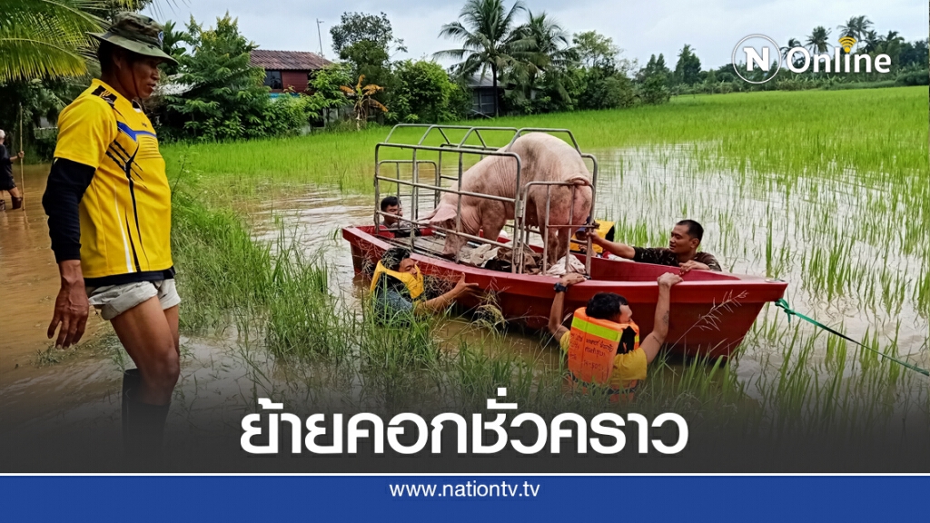 ชาวบ้านยังเดือดร้อนขนสุกรหนีน้ำเขื่อนลำพระเพลิง