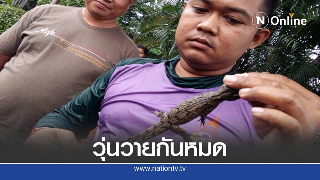 ด่วน! จับจระเข้ในคลองประปาได้แล้ว ด่วน! จับจระเข้ในคลองประปาได้แล้ว