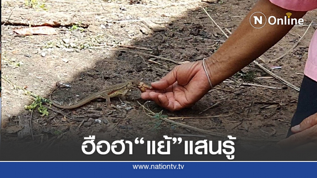 ฮือฮาพบ "แย้" แสนรู้กินอาหารจากมือคน ฮือฮาพบ "แย้" แสนรู้กินอาหารจากมือคน