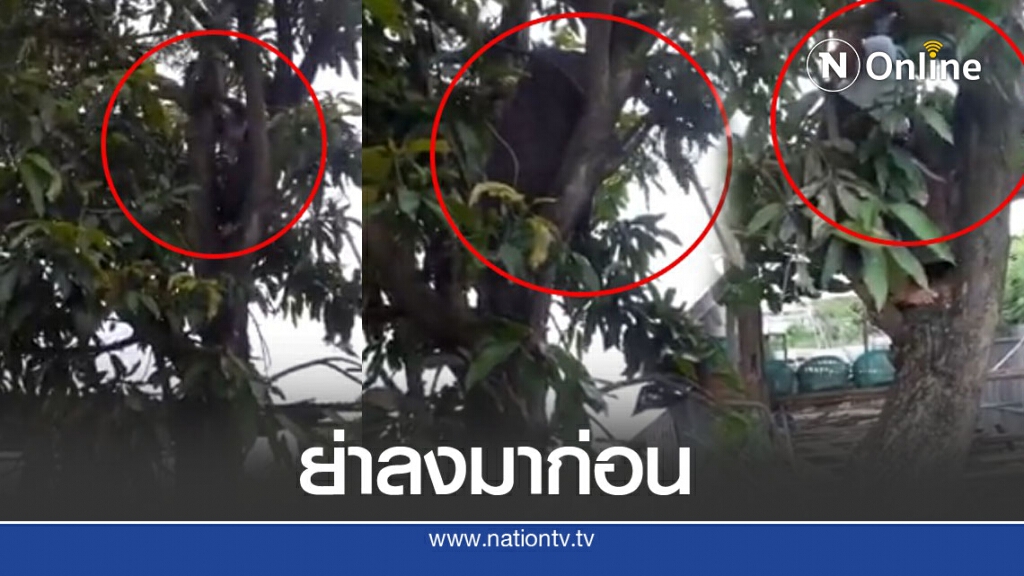 ย่าวัย 78 ยังแจ๋ว นุ่งผ้าถุงปีนต้นไม้สูง หลานงงขึ้นไปได้ไงเอ่ย ย่าวัย 78 ยังแจ๋ว นุ่งผ้าถุงปีนต้นไม้สูง หลานงงขึ้นไปได้ไงเอ่ย