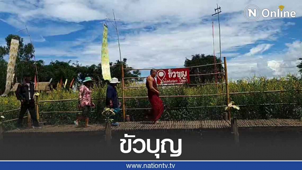 แห่เดิน"ขัวบุญ"-ชมทุ่งปอเทือง ที่วัดโสมนัสทุ่มท่า