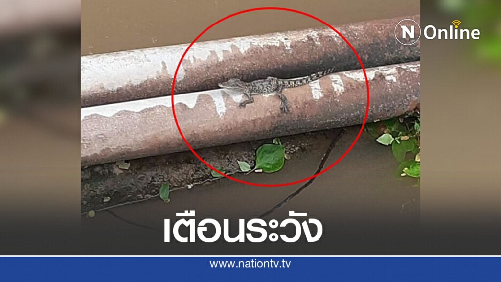 โซเชียลเตือน! อย่าลงเล่นน้ำ หลังพบจระเข้ โผล่คลองประปา'ประชาชื่น'