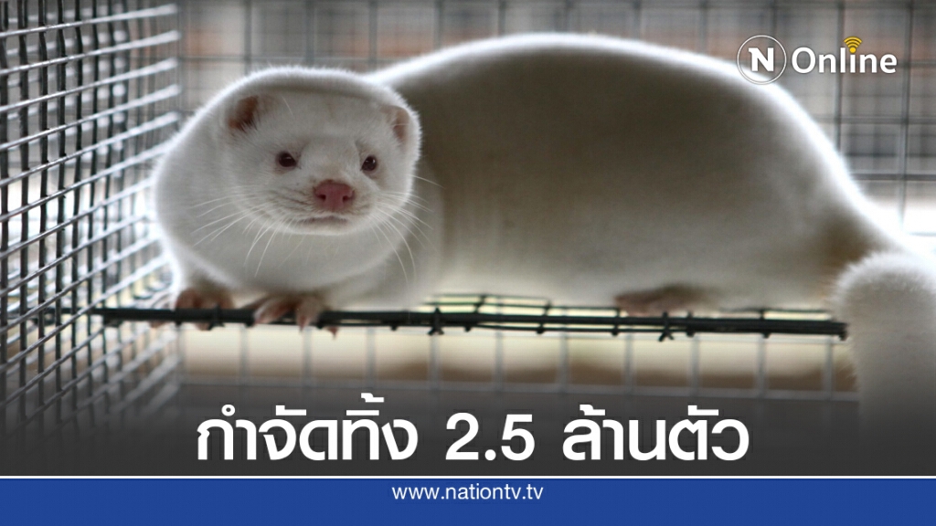 เดนมาร์กกำจัดมิงค์กว่า 2 ล้านตัว หลังติดโควิดอื้อ เดนมาร์กกำจัดมิงค์กว่า 2 ล้านตัว หลังติดโควิดอื้อ
