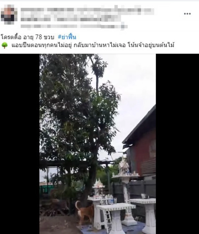 ย่าวัย 78 ยังแจ๋ว นุ่งผ้าถุงปีนต้นไม้สูง หลานงงขึ้นไปได้ไงเอ่ย