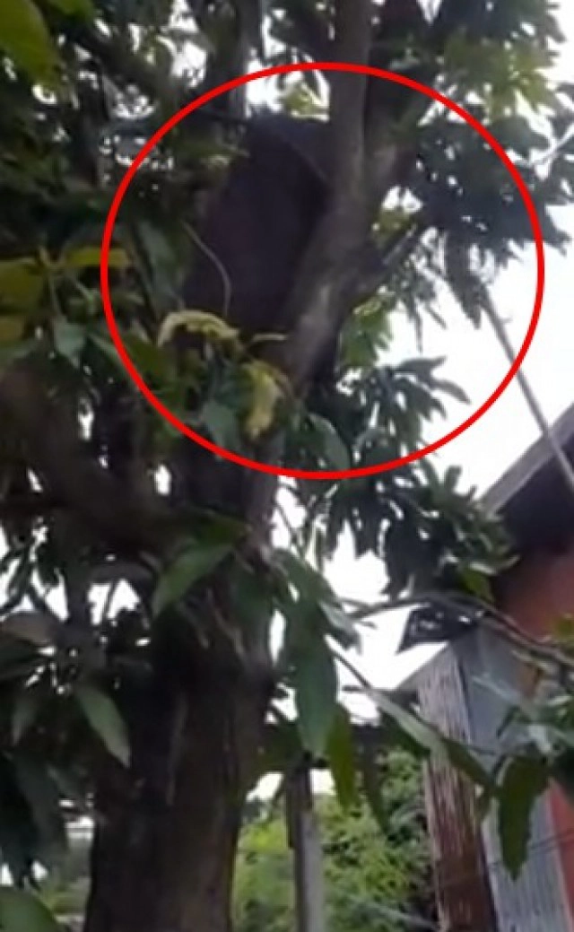 ย่าวัย 78 ยังแจ๋ว นุ่งผ้าถุงปีนต้นไม้สูง หลานงงขึ้นไปได้ไงเอ่ย