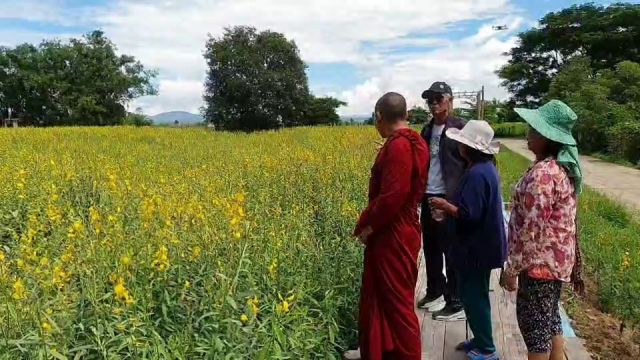 แห่เดิน"ขัวบุญ"-ชมทุ่งปอเทือง ที่วัดโสมนัสทุ่มท่า