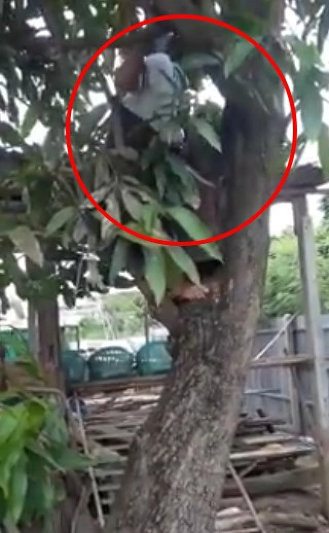 ย่าวัย 78 ยังแจ๋ว นุ่งผ้าถุงปีนต้นไม้สูง หลานงงขึ้นไปได้ไงเอ่ย