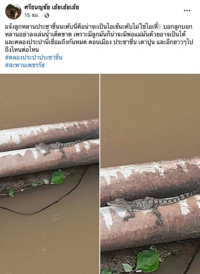 โซเชียลเตือน! อย่าลงเล่นน้ำ หลังพบจระเข้ โผล่คลองประปา'ประชาชื่น'