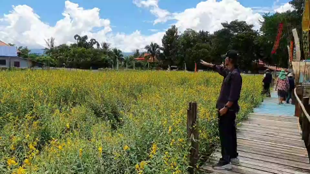 แห่เดิน"ขัวบุญ"-ชมทุ่งปอเทือง ที่วัดโสมนัสทุ่มท่า