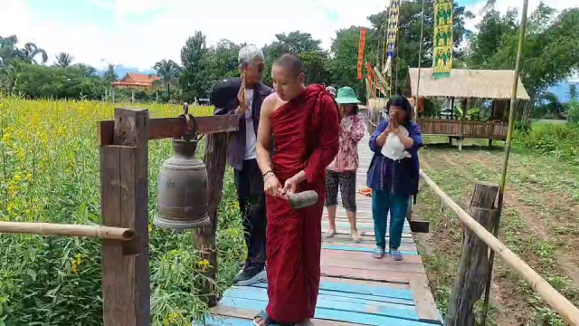 แห่เดิน"ขัวบุญ"-ชมทุ่งปอเทือง ที่วัดโสมนัสทุ่มท่า