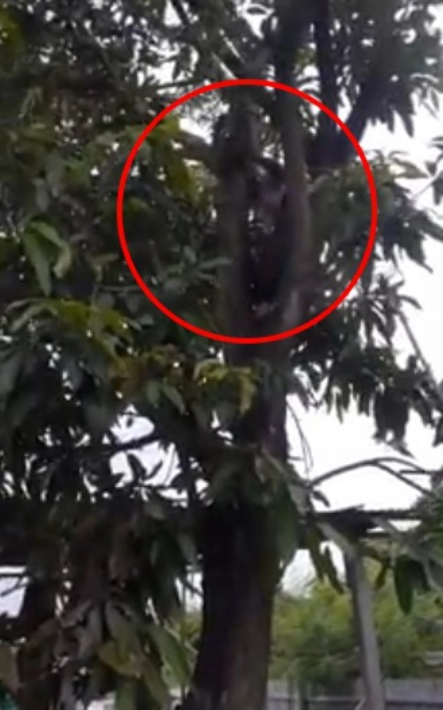 ย่าวัย 78 ยังแจ๋ว นุ่งผ้าถุงปีนต้นไม้สูง หลานงงขึ้นไปได้ไงเอ่ย