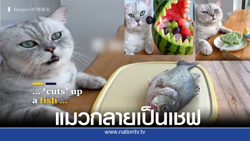 "เชฟฉาง อัน" แมวดังแห่งโลกโซเชียลมีเดียจีน "เชฟฉาง อัน" แมวดังแห่งโลกโซเชียลมีเดียจีน