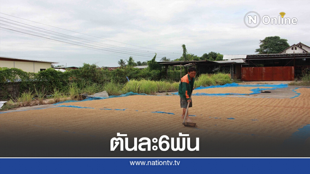 ชาวนาระทม ราคาข้าวตกต่ำวอนรบ.แก้ปัญหาด่วน