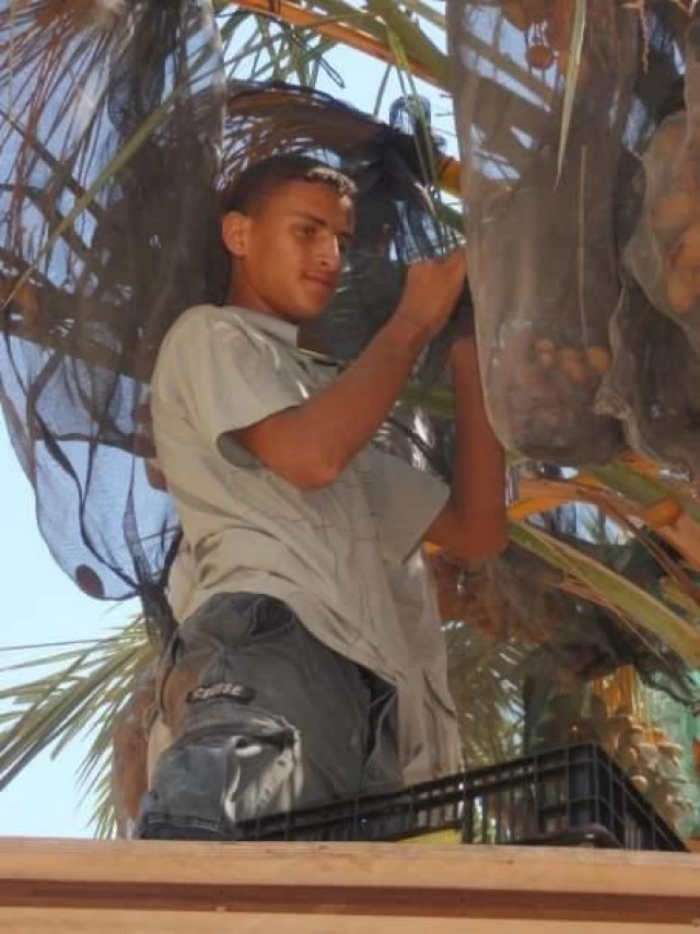 อิสราเอลเพาะอินทผลัมที่สูญพันธุ์ไป 2,000 ปี