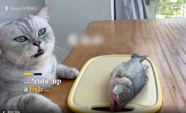 "เชฟฉาง อัน" แมวดังแห่งโลกโซเชียลมีเดียจีน