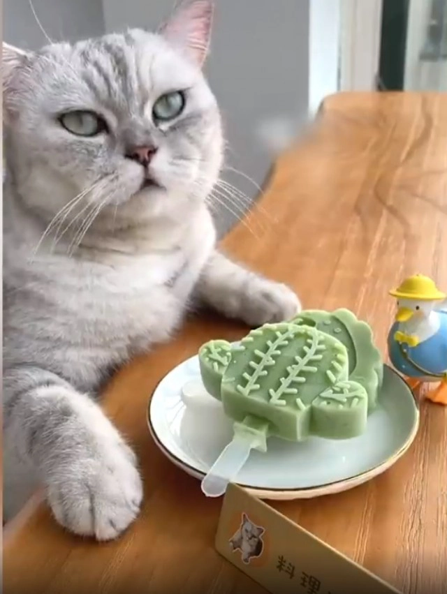 "เชฟฉาง อัน" แมวดังแห่งโลกโซเชียลมีเดียจีน