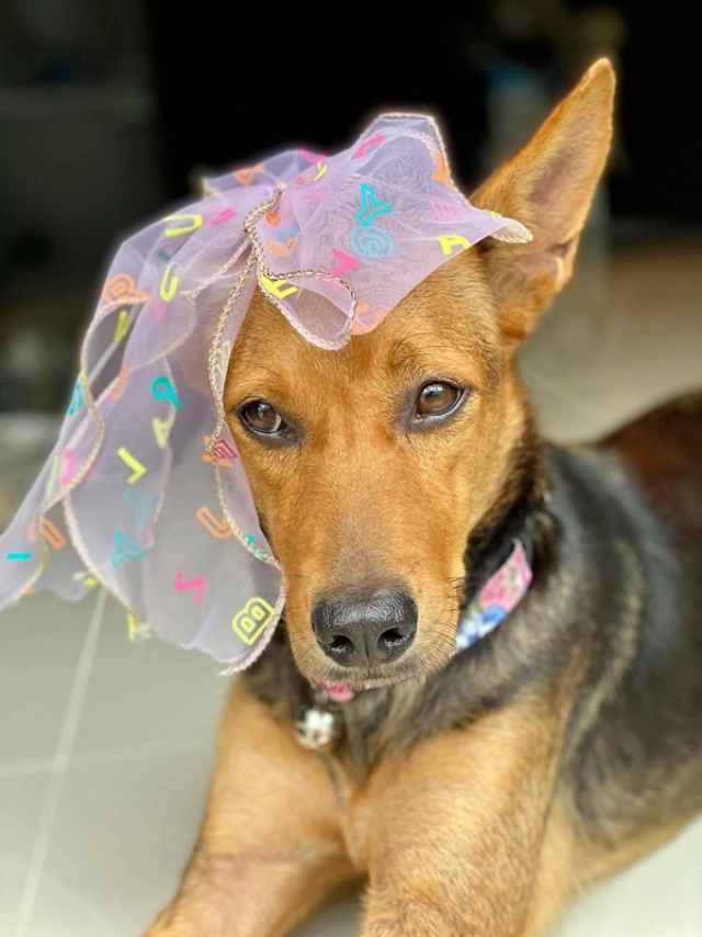 ส่องความสวย "น้องหมูทะ" หมาจรถูกหนุ่มเมาอุ้มกลับบ้าน ราศีจับกลายเป็น "มาดาม"