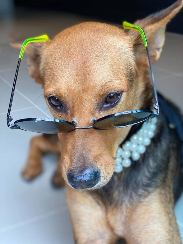 ส่องความสวย "น้องหมูทะ" หมาจรถูกหนุ่มเมาอุ้มกลับบ้าน ราศีจับกลายเป็น "มาดาม"