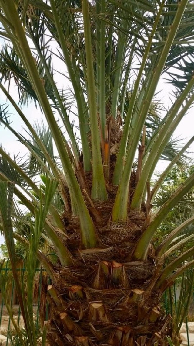 อิสราเอลเพาะอินทผลัมที่สูญพันธุ์ไป 2,000 ปี