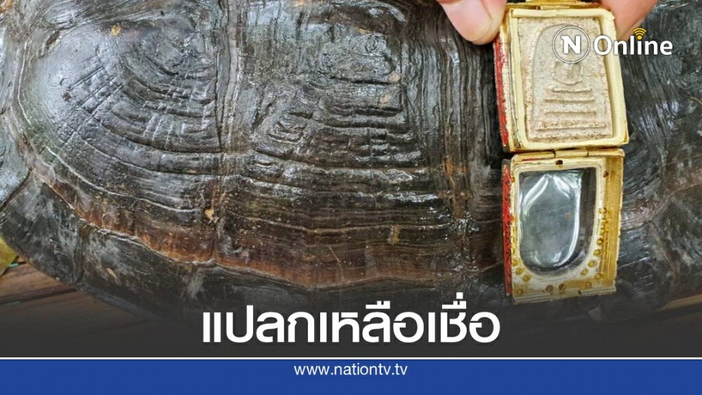 เปิดภาพเต่าหายาก มีกระดองคล้ายพระสมเด็จฯ เปิดภาพเต่าหายาก มีกระดองคล้ายพระสมเด็จฯ