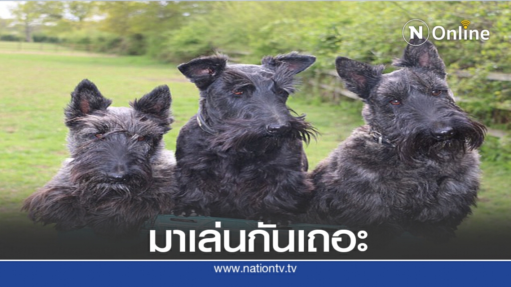 สวนสนุกหลังบ้านของสุุนัขเทอร์เรีย