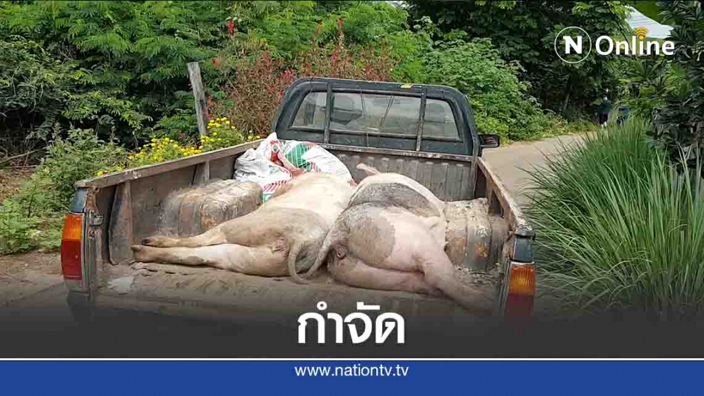 ปศุสัตว์ลำปาง เร่งกำจัดหมู-สกัดโรคระบาด ปศุสัตว์ลำปาง เร่งกำจัดหมู-สกัดโรคระบาด
