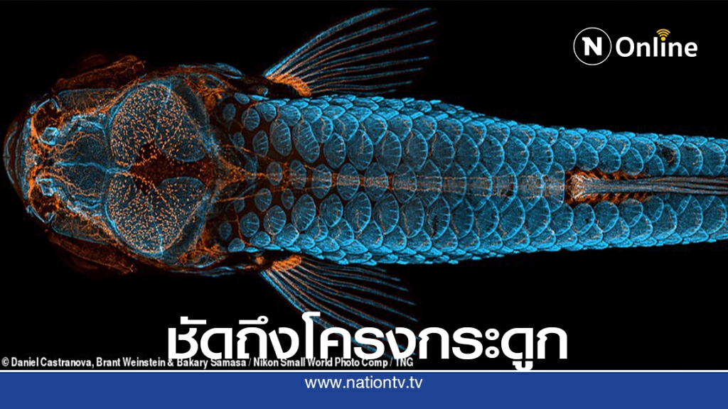 ภาพชนะการประกวดการถ่ายภาพวัตถุด้วยกล้องจุลทรรศน์ของนิคอน ภาพชนะการประกวดการถ่ายภาพวัตถุด้วยกล้องจุลทรรศน์ของนิคอน