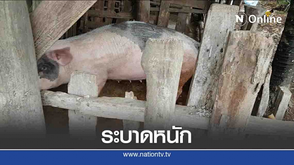 "ไวรัส PRRS"ระบาดหนักในหมู-ตายนับพัน "ไวรัส PRRS"ระบาดหนักในหมู-ตายนับพัน